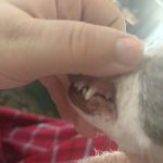 Beaverdale Veterinary Clinic / Riordan Pet Hospital