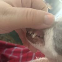 Beaverdale Veterinary Clinic / Riordan Pet Hospital ico