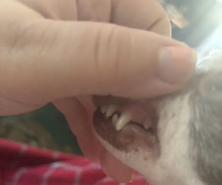 Beaverdale Veterinary Clinic / Riordan Pet Hospital