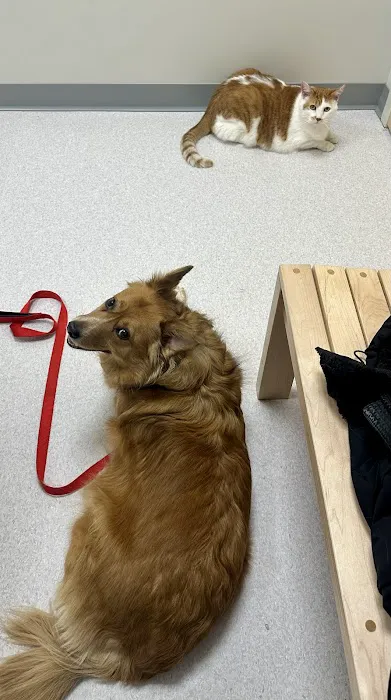 Beaverdale Veterinary Clinic / Riordan Pet Hospital Picture 5