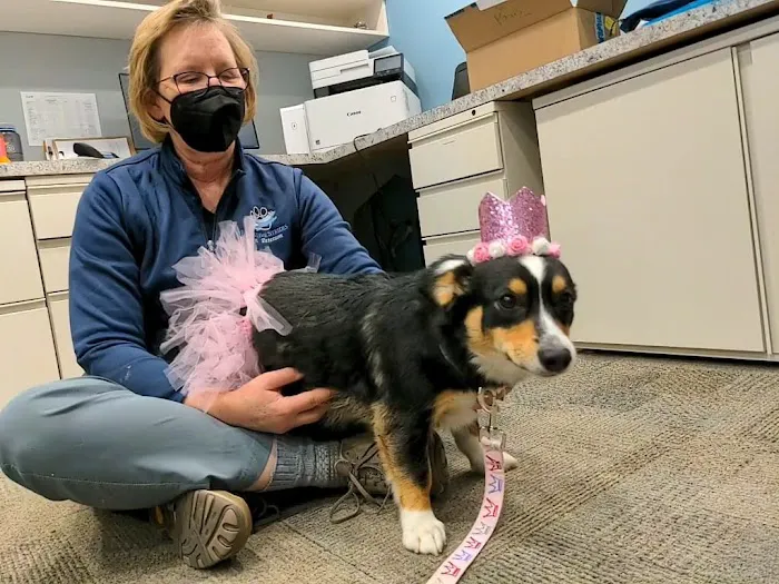 Pawsitive Strides Veterinary Rehabilitation & Therapy Picture 4