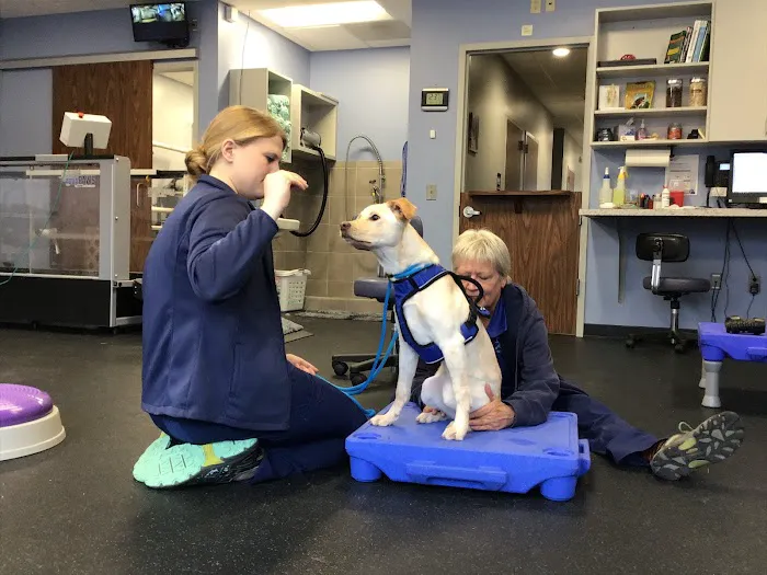 Pawsitive Strides Veterinary Rehabilitation & Therapy Picture 3