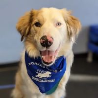 Pawsitive Strides Veterinary Rehabilitation & Therapy ico