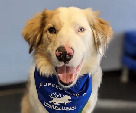 Pawsitive Strides Veterinary Rehabilitation & Therapy