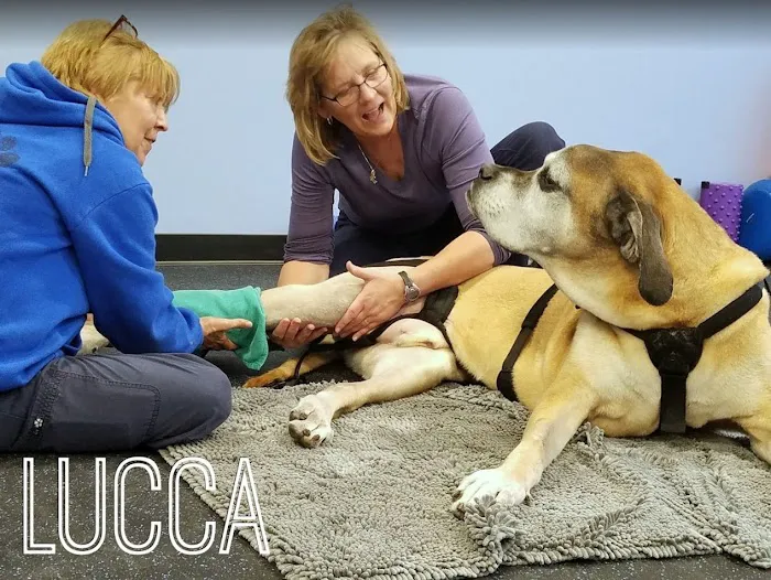 Pawsitive Strides Veterinary Rehabilitation & Therapy Picture 5