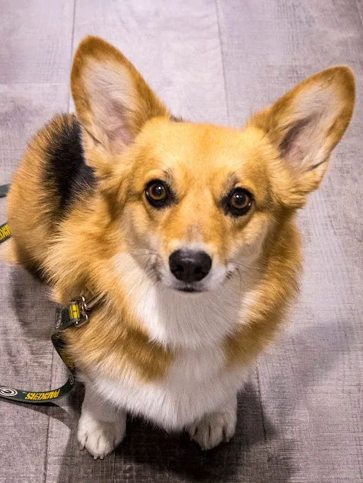 Pawsitive Strides Veterinary Rehabilitation & Therapy Picture 6