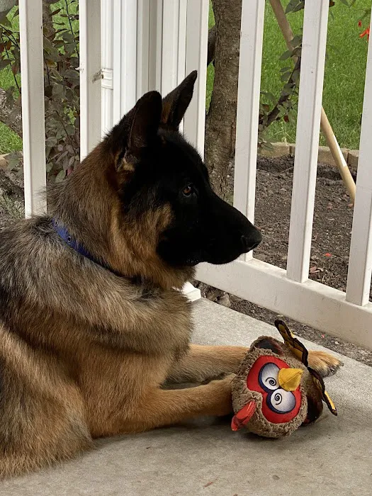 Pawsitive Strides Veterinary Rehabilitation & Therapy Picture 7