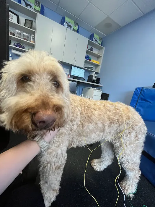 Pawsitive Strides Veterinary Rehabilitation & Therapy Picture 10