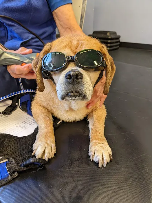 Pawsitive Strides Veterinary Rehabilitation & Therapy Picture 8