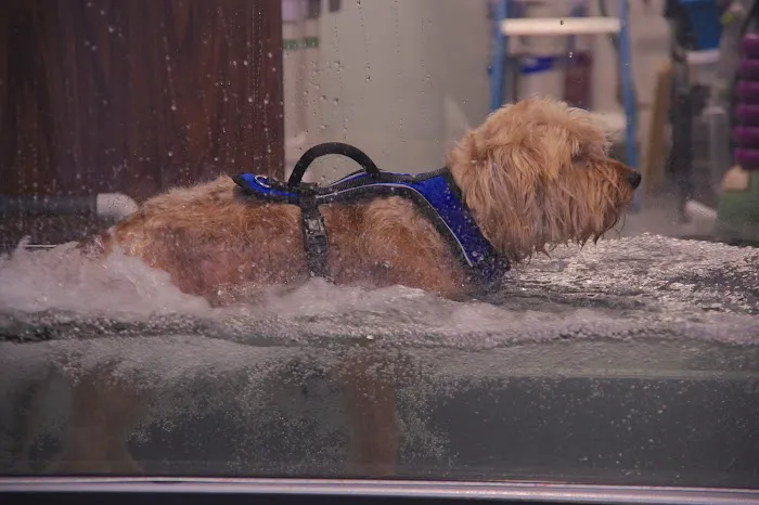 Pawsitive Strides Veterinary Rehabilitation & Therapy Picture 9