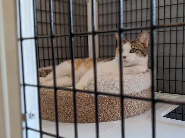 Ingersoll Animal Hospital Picture 1