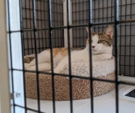 Ingersoll Animal Hospital