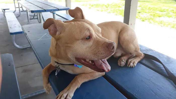 Ingersoll Animal Hospital Picture 2