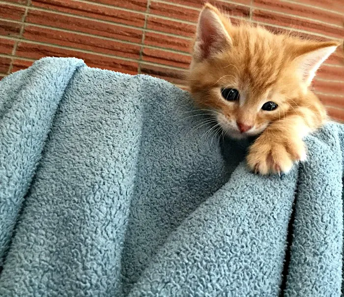 Ingersoll Animal Hospital Picture 4