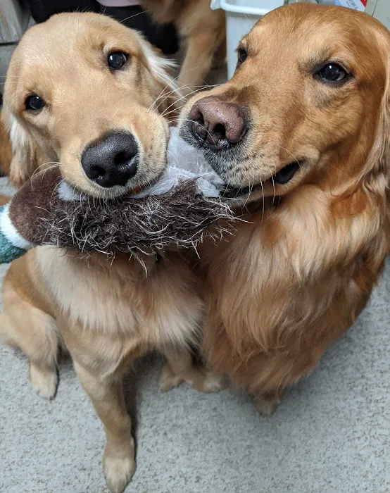 Ingersoll Animal Hospital Picture 5