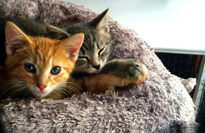 Ingersoll Animal Hospital Picture 9