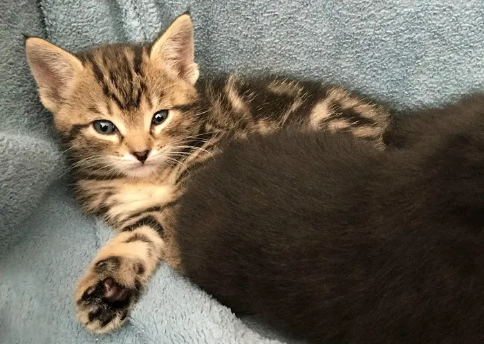 Ingersoll Animal Hospital Picture 6