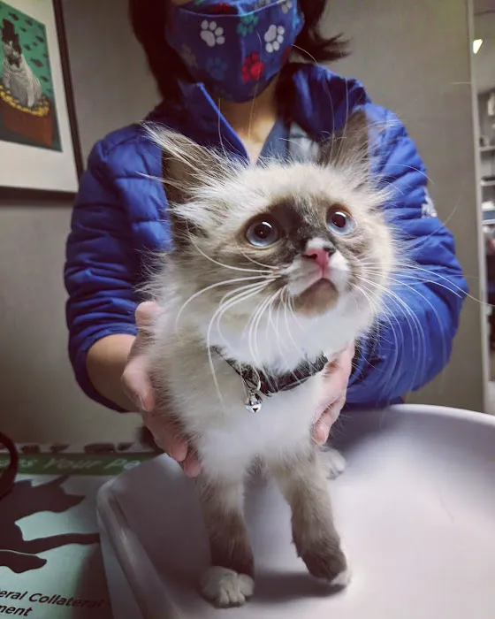 Ingersoll Animal Hospital Picture 10