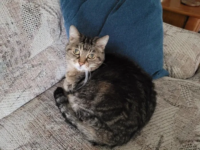 Heartland Animal Hospital Picture 2