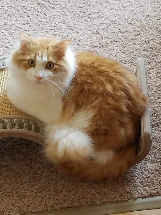 Heartland Animal Hospital Picture 8