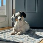 Family Pet Veterinary Center