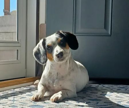 Family Pet Veterinary Center