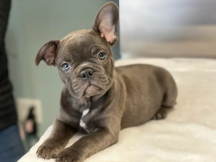 Family Pet Veterinary Center Picture 7