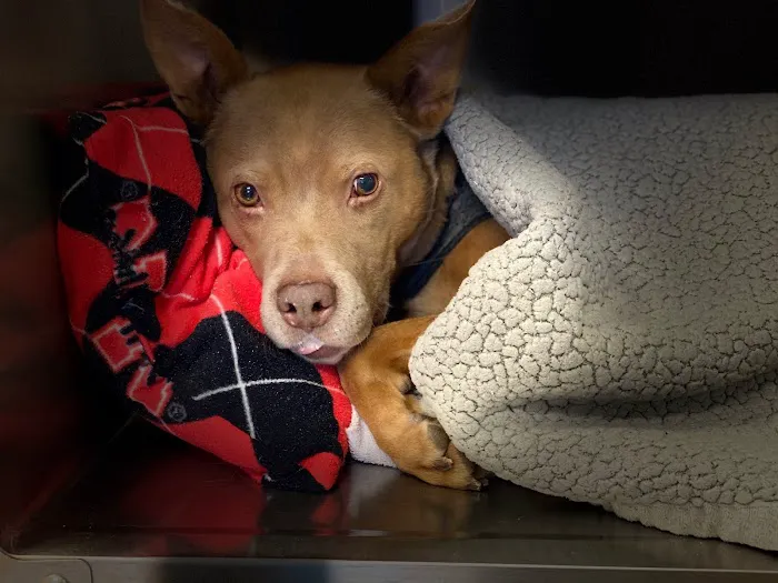 Family Pet Veterinary Center Picture 8