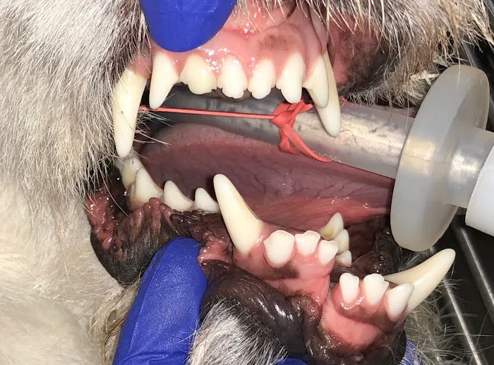 Animal Dentistry Referral Services Picture 6