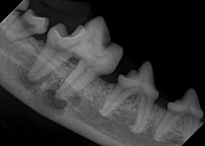 Animal Dentistry Referral Services Picture 3