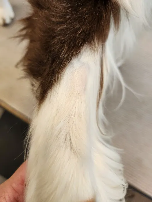 Animal Dentistry Referral Services Picture 2