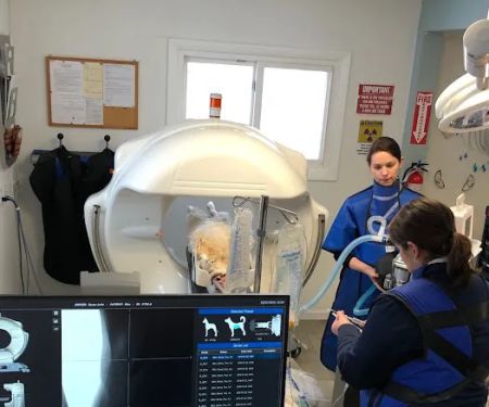 Animal Dentistry Referral Services