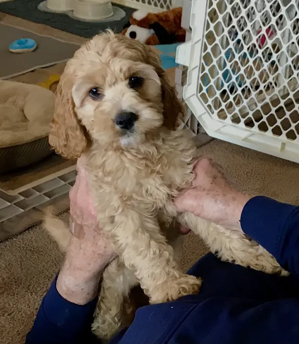 Dunham Frank DVM Picture 1