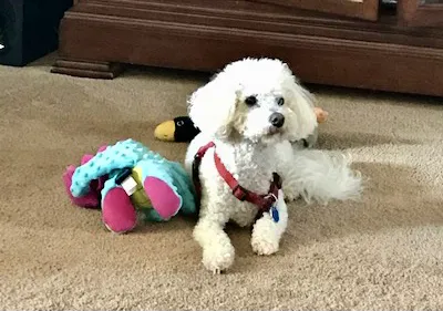 Dunham Frank DVM Picture 2