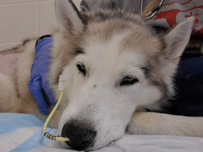 Iowa Veterinary Specialties: Appel Portia DVM Picture 1