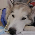 Iowa Veterinary Specialties: Appel Portia DVM