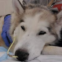 Iowa Veterinary Specialties: Appel Portia DVM ico