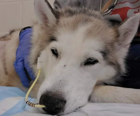 Iowa Veterinary Specialties: Appel Portia DVM