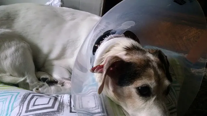 Iowa Veterinary Specialties: Appel Portia DVM Picture 4