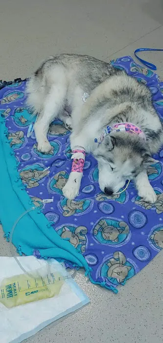 Iowa Veterinary Specialties: Appel Portia DVM Picture 2