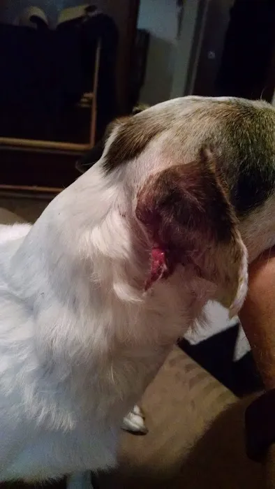 Iowa Veterinary Specialties: Appel Portia DVM Picture 3