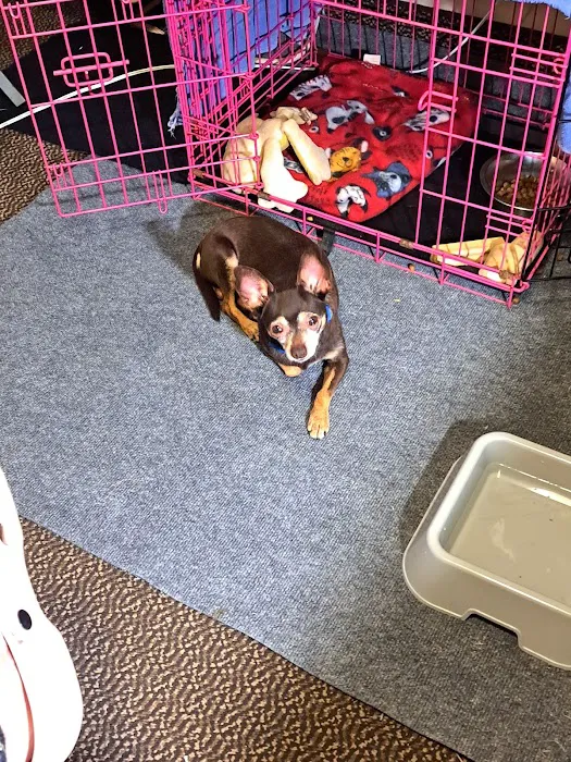 Iowa Veterinary Specialties Picture 4