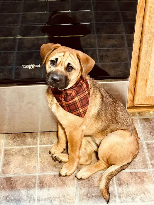 Iowa Veterinary Specialties Picture 8