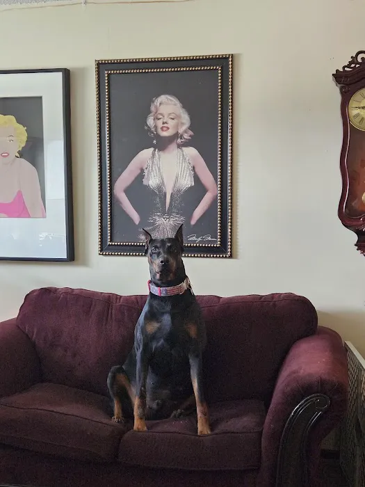 Kindness Pet Clinic Picture 2