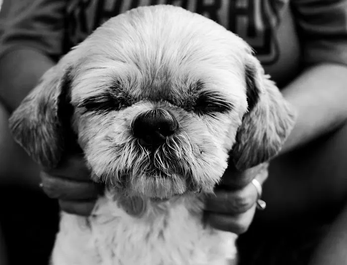 Kindness Pet Clinic Picture 4