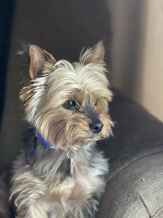 Kindness Pet Clinic Picture 6