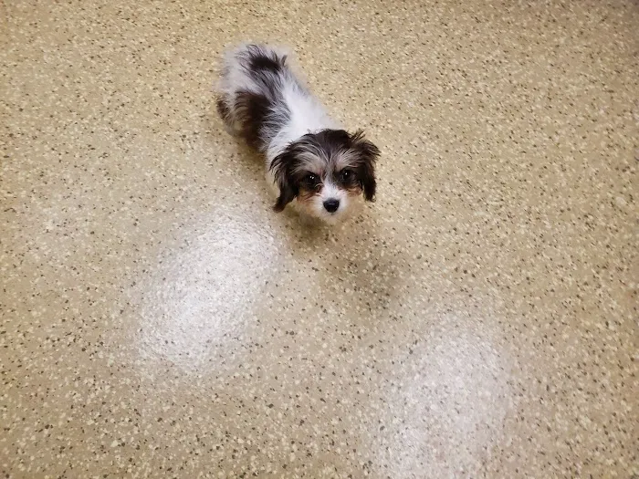 Kindness Pet Clinic Picture 8