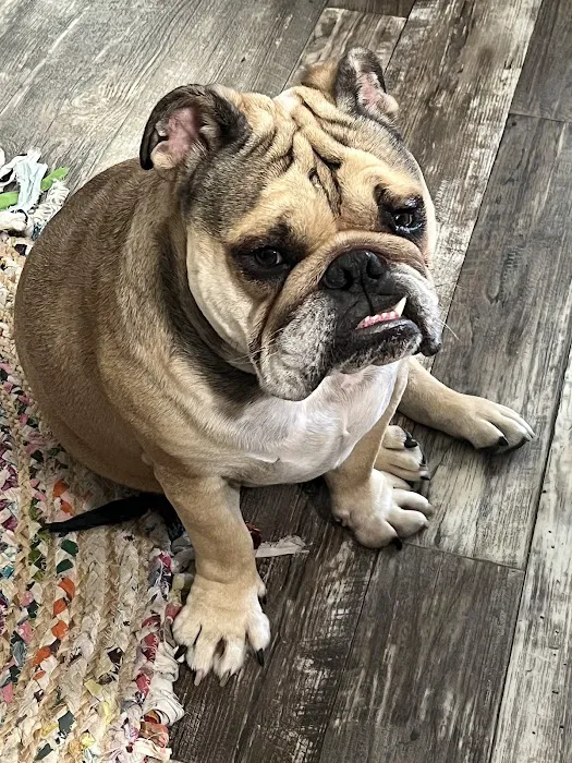 BluePearl Pet Hospital Picture 1