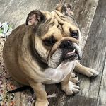 BluePearl Pet Hospital