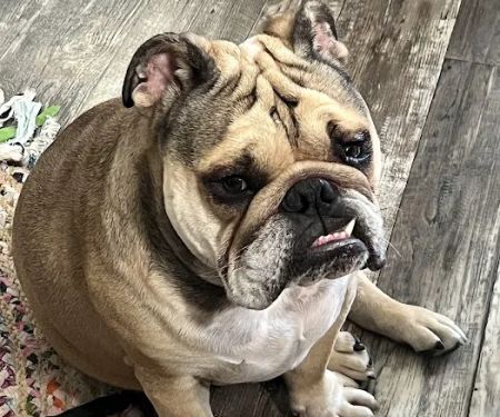 BluePearl Pet Hospital